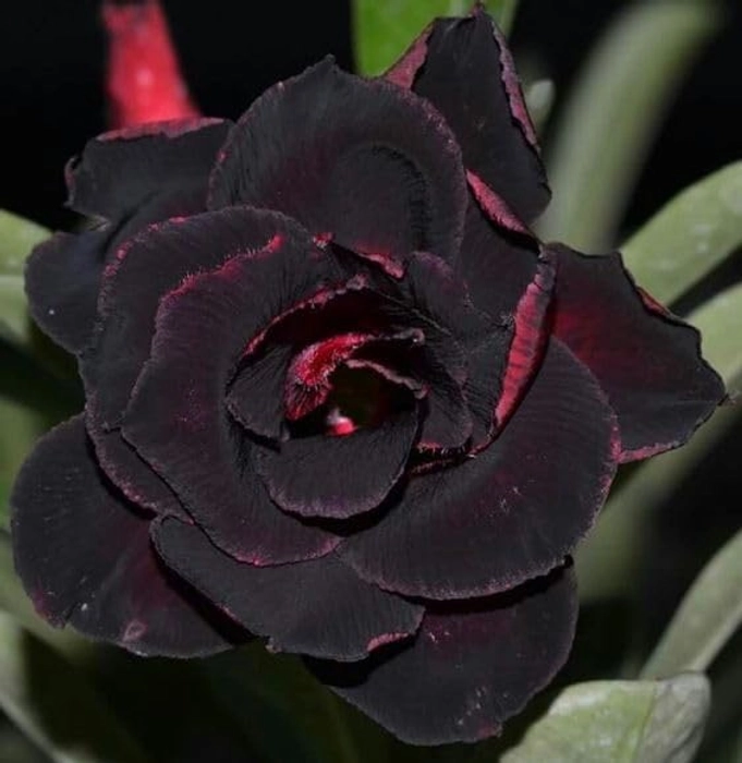 Evergreeness India (ORGENAL GRAFTED) BIG PLANT SIZE 15-20 -different colour-ROSEY VARIETY(same product in main photography) (BLACK)