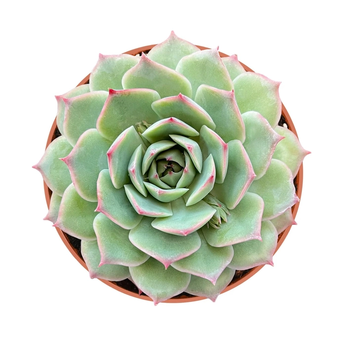 Evergreeness India Vishnu Kamal/Lakshmi Kamal (Echeveria Prince) Live Succulent Plant