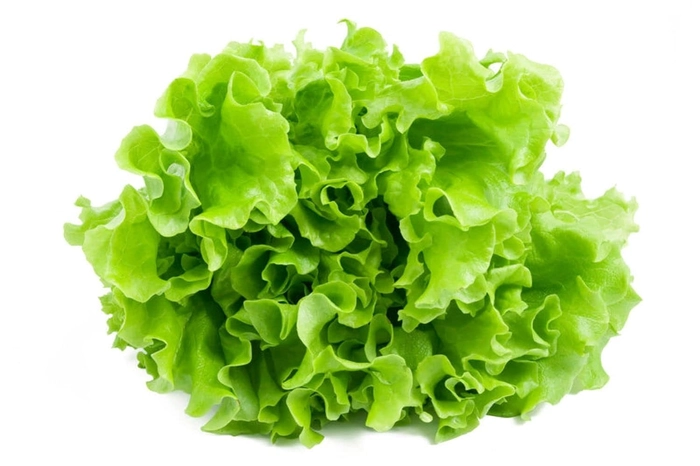 Evergreeness India seeds | Lettuce Green F1 Hybrid Seeds For Kitchen Garden (20 seeds pack)