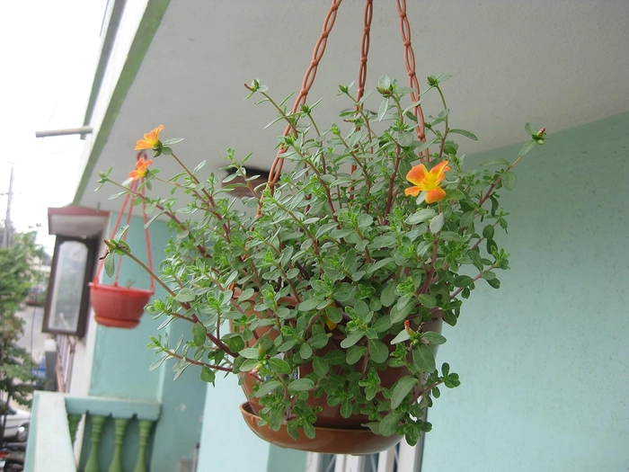 Evergreeness India 8 Inch Hanging Pots/Planters Terracotta Color For Home Balcony