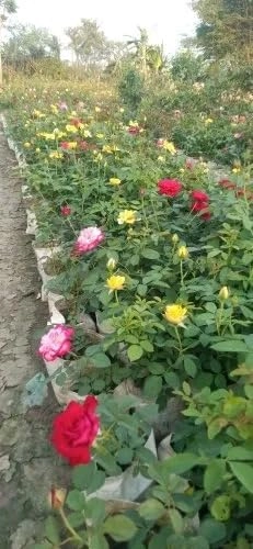 Evergreeness India 2 Live 2 colors Hybrid Big Size Rose Plant With flower Pack Of 2 Live Grafted Rose Plant