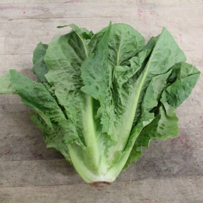 Evergreeness India seeds | Lettuce Green F1 Hybrid Seeds For Kitchen Garden (20 seeds pack)