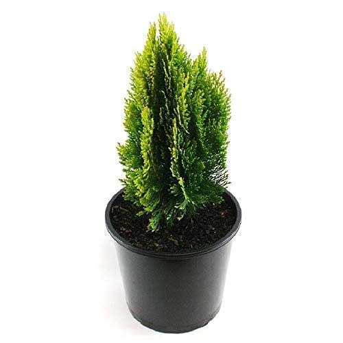 Evergreeness India Air Purifier Natural Live Plant for Decoration Home, Garden, Balcony, Indoors