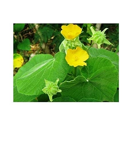 Evergreeness India Indicum Plant Herb Plant Outdoor Plant With Pot