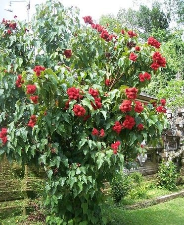 Evergreeness India OUTDOOR GARDEN (ORGANIC)