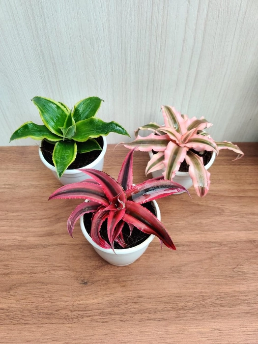 Evergreeness India Earth Star Plant with Pot (Pack of 3) | Free 5 Gram Fertilizer
