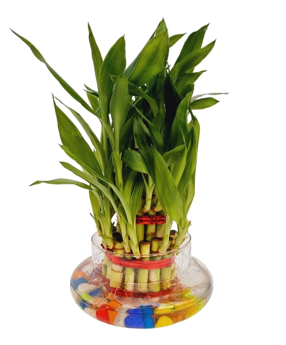 Evergreeness India 3 Layer Lucky Bamboo Plant in Big Round Glass Pot with Free Multi Color Pebble Approx 190 Grams Vastu and Feng Shui