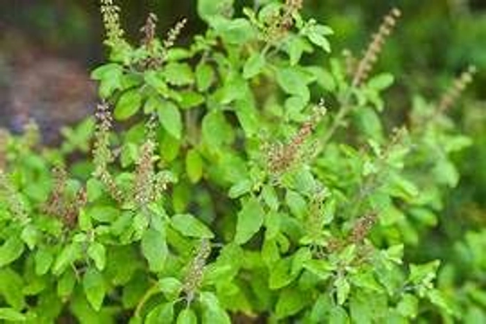 Evergreeness India Tulsi Plant live plant | Holy Tulsi |Ayurvedic Indoor Plant