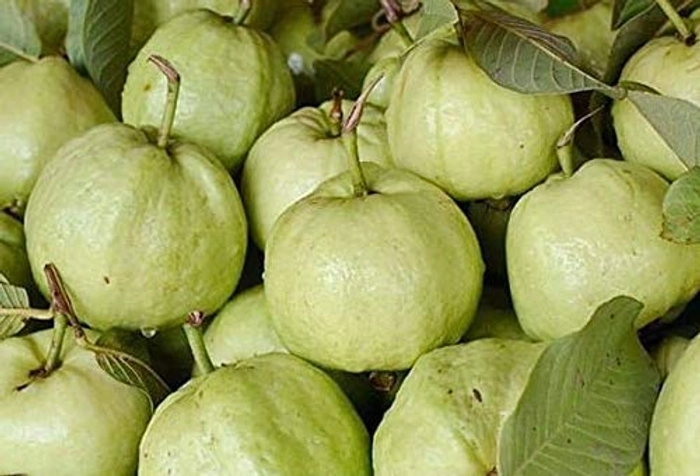 Evergreeness India Bihi Guava Big Size Jambu sapling Piyara Amrood Amrud Hybrid Variety 1 Live Plant Plants Tree