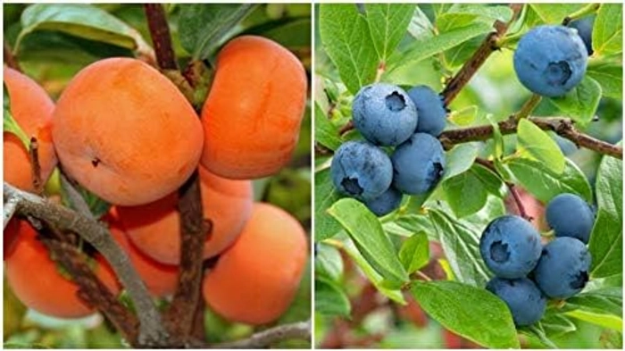 Evergreeness India Garden Rare Common Persimmon + Blueberry Tropical Fruit 2 Live Plant (1 Plant Each) Healthy PLant