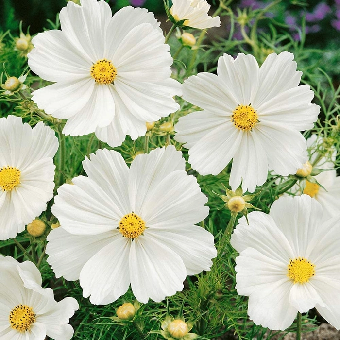 Evergreeness India FORESTRY Cosmos Seeds Cosmos Flower Seed Mixed Color Ornamental Plant Flower Seed for Home Garden Terrace Apartments Balcony Pack of 100