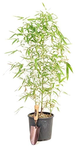 Evergreeness India Golden Bamboo Plant Holy And Fengsui Golden Bamboo Live Plant With Pot