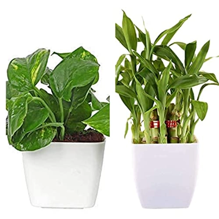 Evergreeness India Layer Lucky Bamboo Plant and Money Plant Combo Feng Shui Good Luck Fortune Vastu Plants with Pot for home, Office, Living room, Bedroom, Balcony Decoration (Color-White)