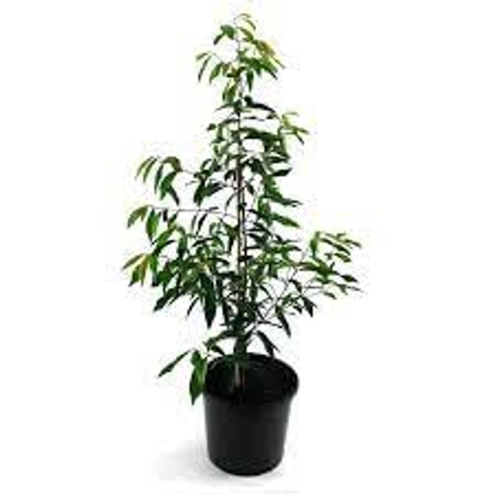 Evergreeness India live plant/outdoor and indoor ashoka plant home décor plant