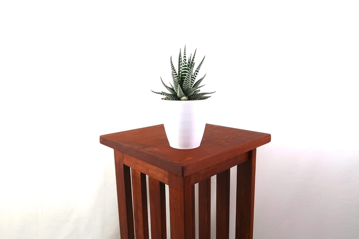 Evergreeness India AND NURSERY|live decorative zebra plant with pot, haworthiya zebra