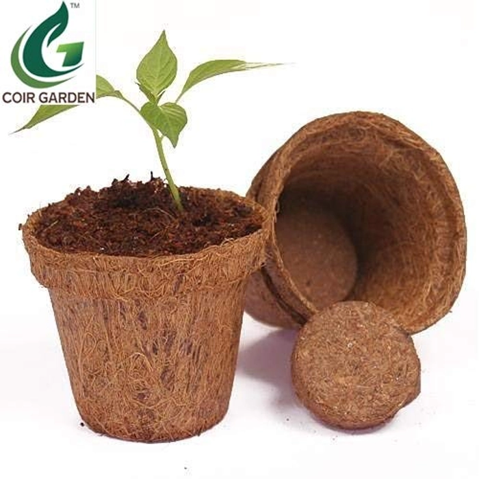 Buy Evergreeness India Iron Seedling Cups, 10cm, 10 Pieces online from ...