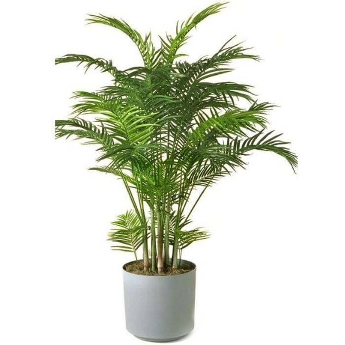 Evergreeness India Palm Natural Live Indoor Plant with Pot