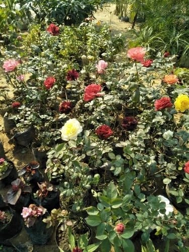 Evergreeness India 2 Live 2 colors Hybrid Big Size Rose Plant With flower Pack Of 2 Live Grafted Rose Plant