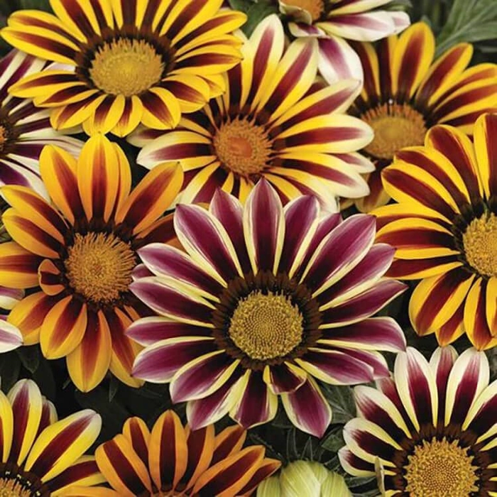 Evergreeness India Flower Seeds F1 Hybrid Seeds Especially For Summer Season (100 Seeds in Packet)