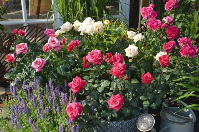 Evergreeness India 2 Live 2 colors Hybrid Big Size Rose Plant With flower Pack Of 2 Live Grafted Rose Plant