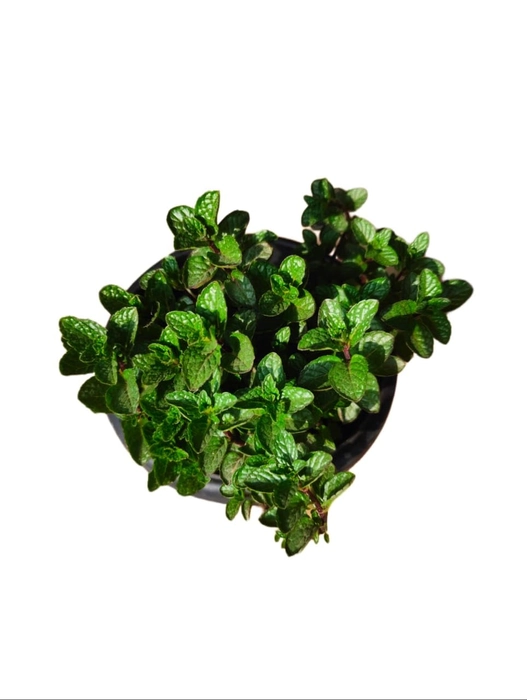 Evergreeness India Fresh Mint (Pudina) Green Live Plant with Pot - Aromatic Herb for Culinary Delights - Pack of 1