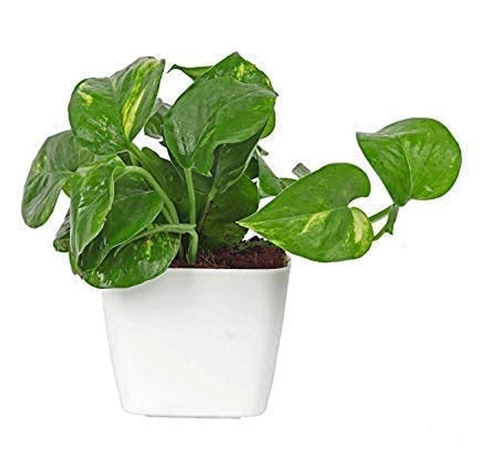 Evergreeness India Layer Lucky Bamboo Plant and Money Plant Combo Feng Shui Good Luck Fortune Vastu Plants with Pot for home, Office, Living room, Bedroom, Balcony Decoration (Color-White)