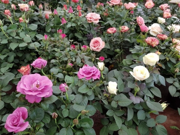Evergreeness India 2 Live 2 colors Hybrid Big Size Rose Plant With flower Pack Of 2 Live Grafted Rose Plant