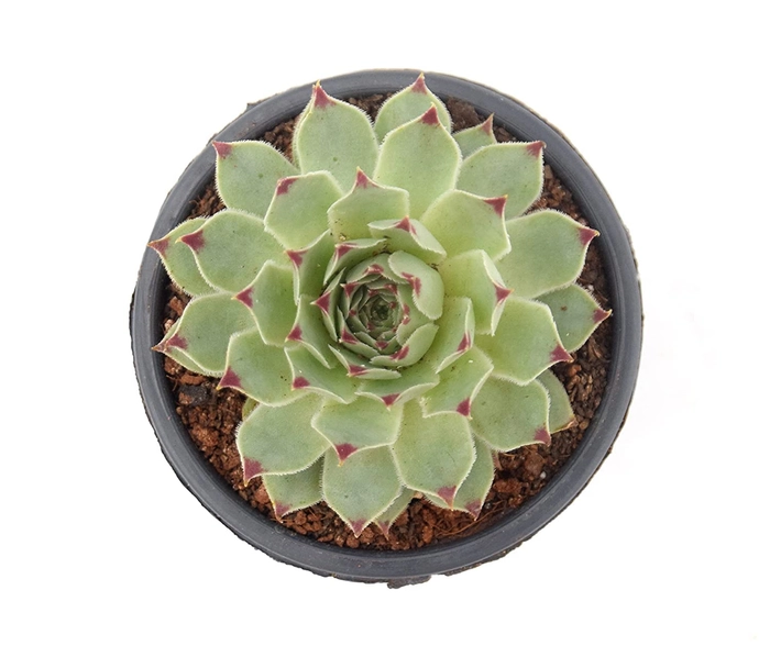 Evergreeness India Succulent Plant Laxmi Kamal, Lakshmi Kamal(Sempervivum Green Wheel, Houseleek) Tender Live - Computer Table|House|Office Desk|Garden (Healthy Plant), Live Plant