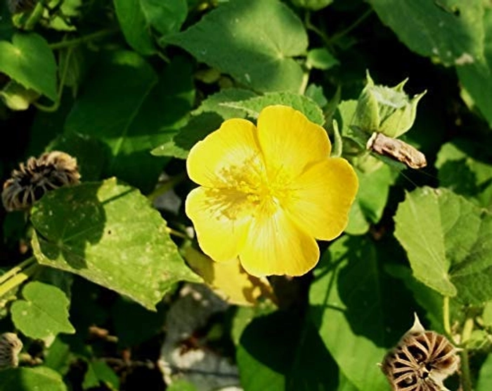 Evergreeness India Indicum Plant Herb Plant Outdoor Plant With Pot