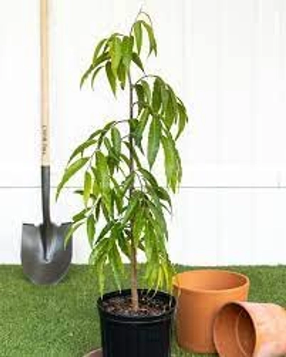 Evergreeness India live plant/outdoor and indoor ashoka plant home décor plant