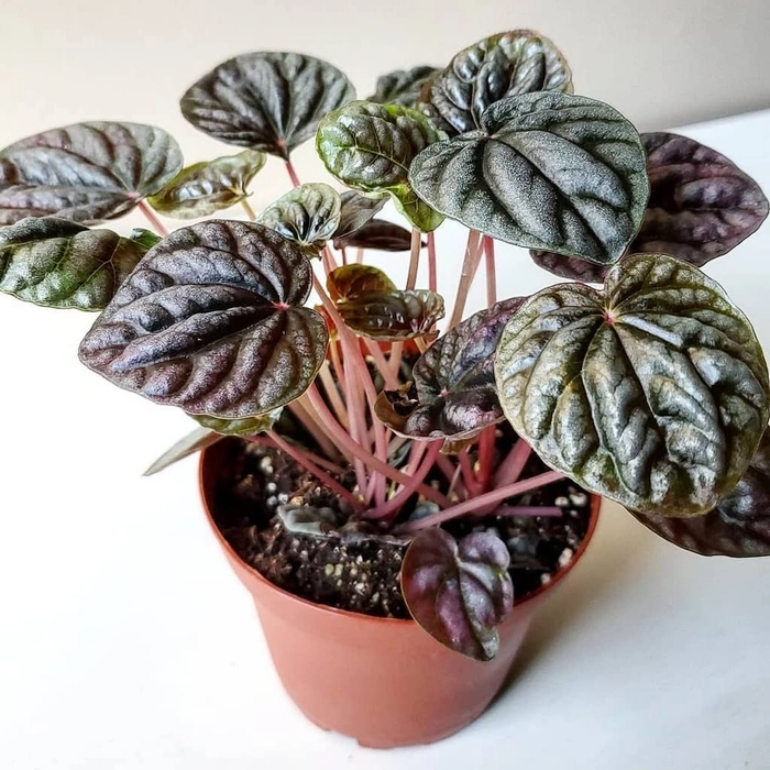 Evergreeness India Plants For Home Peperomia Metalic Live Plant Brilliant Pink Leaves Décor|Indoor Plants|Living Room|Air Purifying|Balcony|Decoration|Dining Table|Kitchen - Best (Healthy Plant)