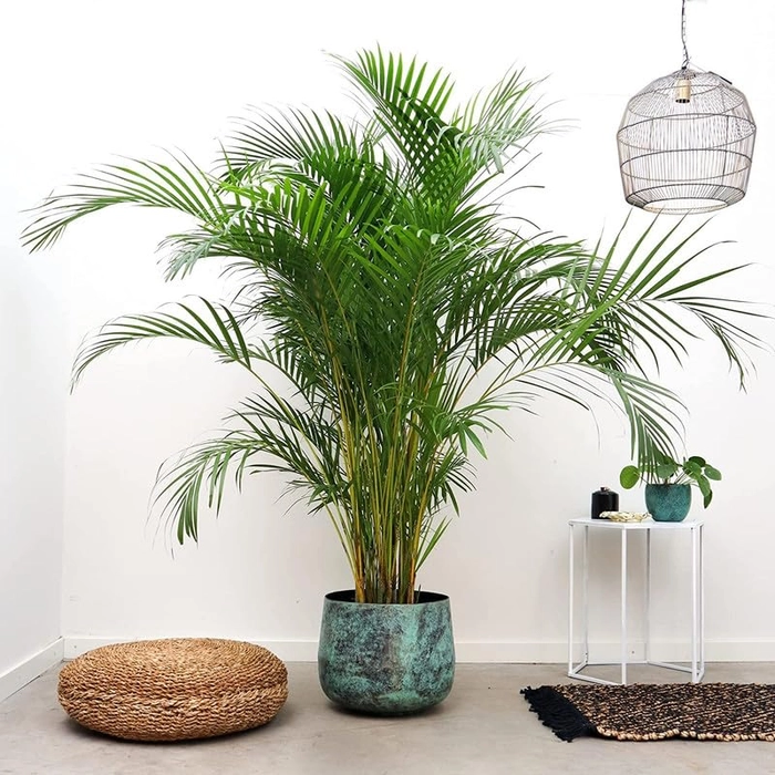 Evergreeness India Live Areca Palm PLant with 8 Inch Pot Indoor Outdoor Real Houseplant Air Purifier(Areca Palm)