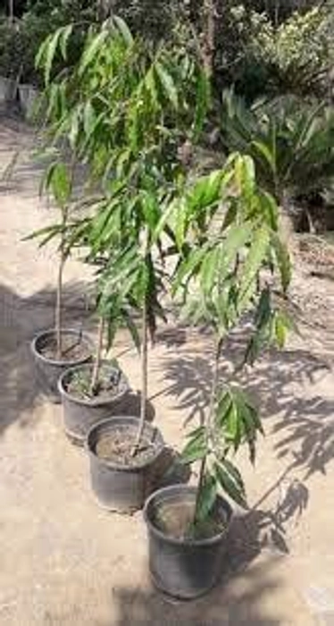 Evergreeness India live plant/outdoor and indoor ashoka plant home décor plant