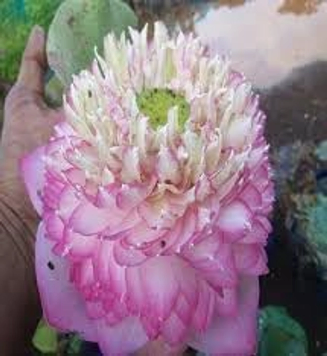 Evergreeness India PLANT HOUSE - Ultimated Thousand Petal Lotus Twins Colour Live Plant Orginal Variety Guarante Blooming With in 45 Days Big Hybrid Water Lily For Out Door And In Door Plant(1000