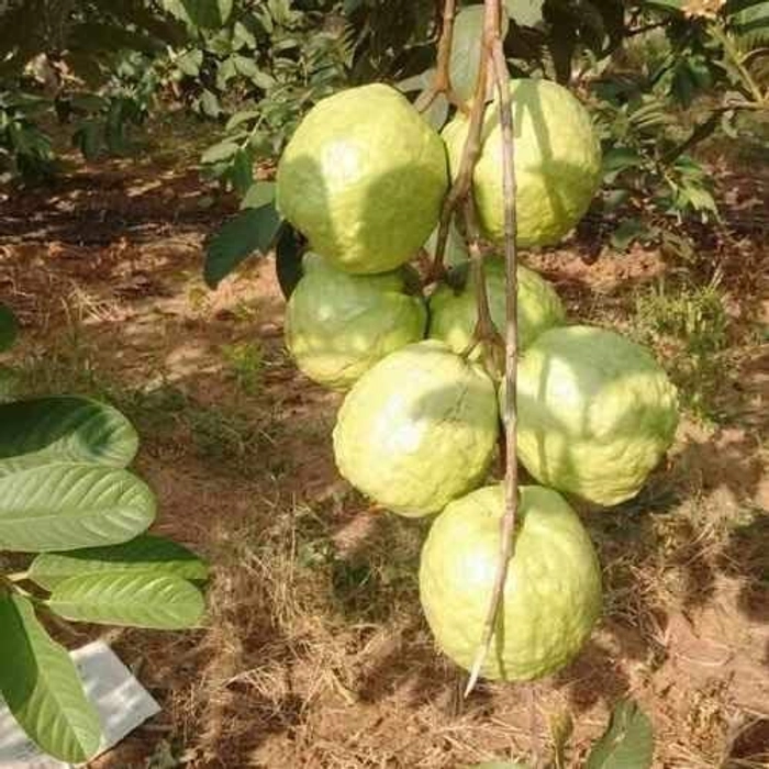 Evergreeness India Bihi Guava Big Size Jambu sapling Piyara Amrood Amrud Hybrid Variety 1 Live Plant Plants Tree