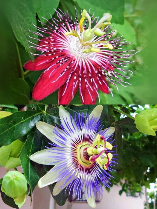 Evergreeness India Flower Plant (red+blue combo pack of 2)