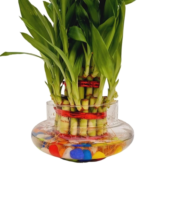 Evergreeness India 3 Layer Lucky Bamboo Plant in Big Round Glass Pot with Free Multi Color Pebble Approx 190 Grams Vastu and Feng Shui