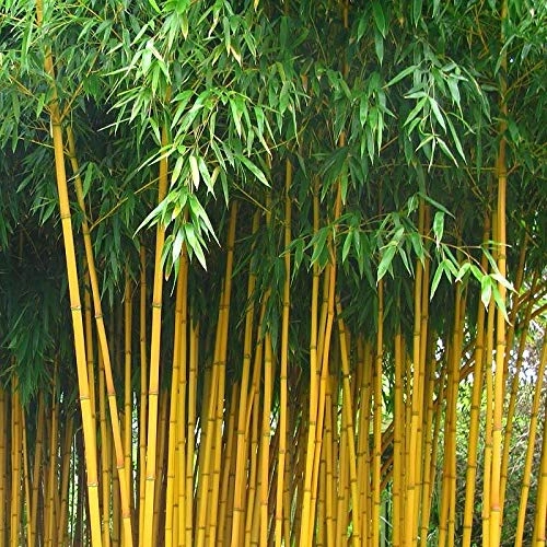 Evergreeness India Golden Bamboo Plant Holy And Fengsui Golden Bamboo Live Plant With Pot