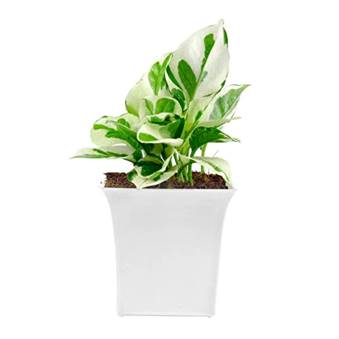 Evergreeness India Plants With White Pot, Home & Office Décor | Easy Care | Air Purifying | Lucky plant | Plant for Gifting | indoor & outdoor decoration | Pack of 1