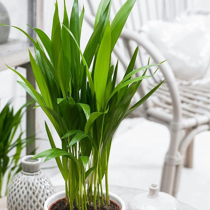 Evergreeness India Live Areca Palm PLant with 8 Inch Pot Indoor Outdoor Real Houseplant Air Purifier(Areca Palm)