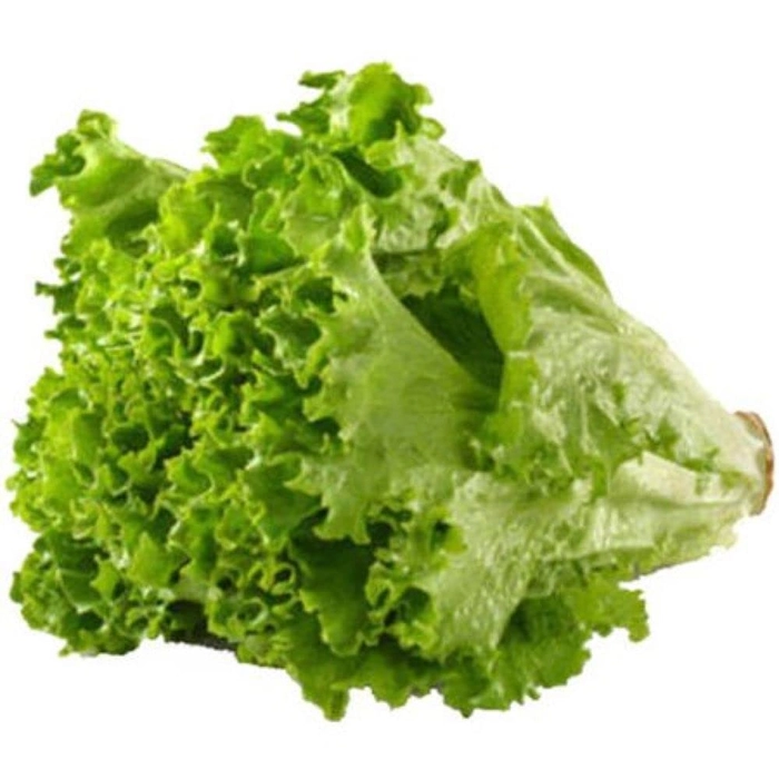 Evergreeness India seeds | Lettuce Green F1 Hybrid Seeds For Kitchen Garden (20 seeds pack)