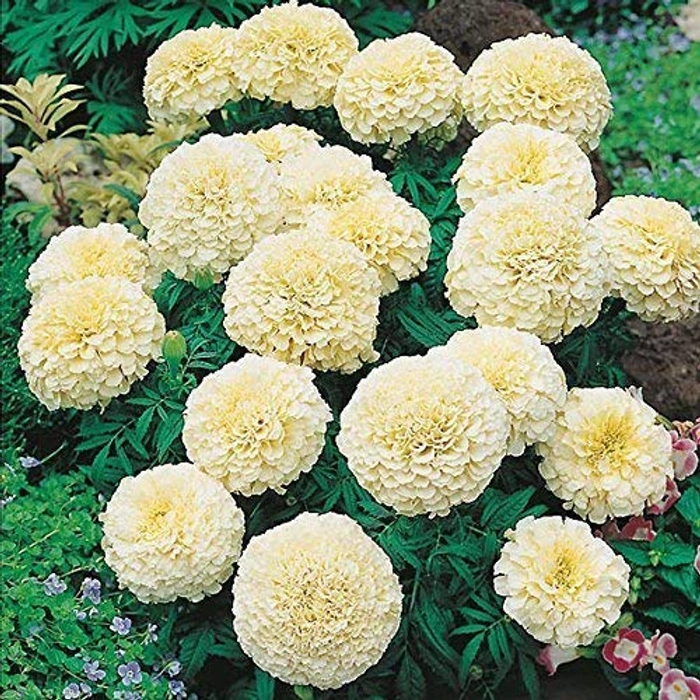 Evergreeness India Farm® (AVG 100-1000) seeds African Marigold F1 Hybrid White Vanilla Flower Seeds