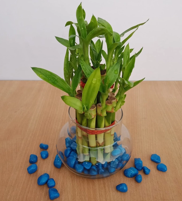 Evergreeness India Two Layer Lucky Bamboo Live Indoor Feng Shui Vastu Plant for good fortune & Luck with Glass Bowl for home & Office Decor (without Stones)
