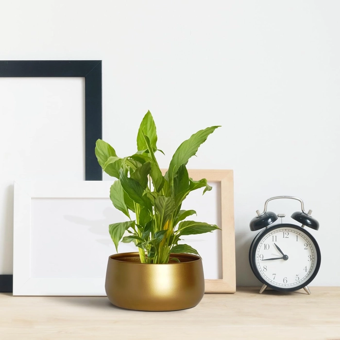 Evergreeness India Inch Zoe Metal Plant Pots, Indoor Small Planter Flower Pots with Drainage Hole, Home Garden Decor Planter for Living Room Bedroom Interior (Gold Finish, POT016)