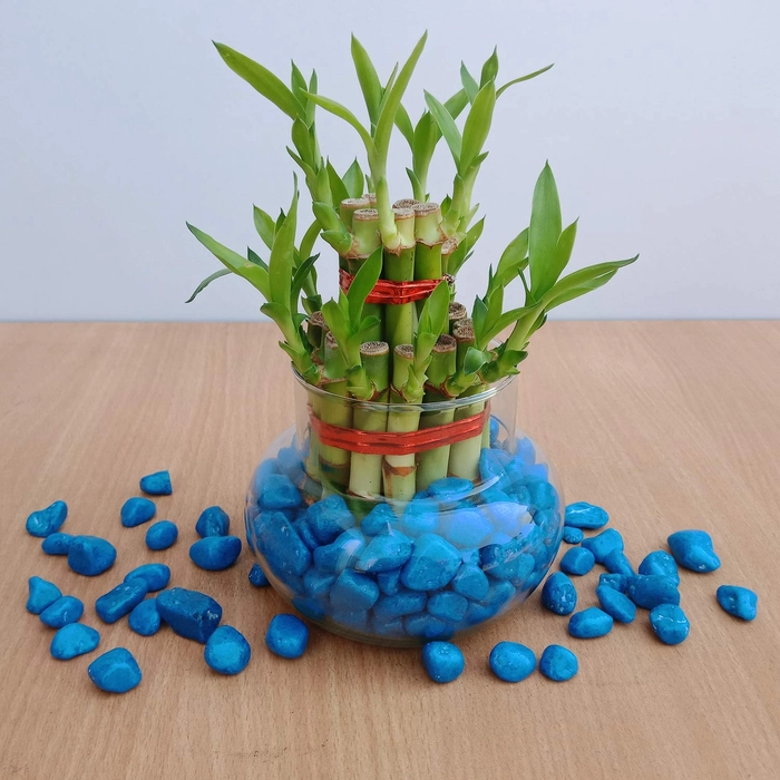 Evergreeness India Two Layer Lucky Bamboo Live Indoor Feng Shui Vastu Plant for good fortune & Luck with Glass Bowl for home & Office Decor (without Stones)