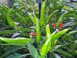 Evergreeness India organic Stand Green Chilli with nursery pot