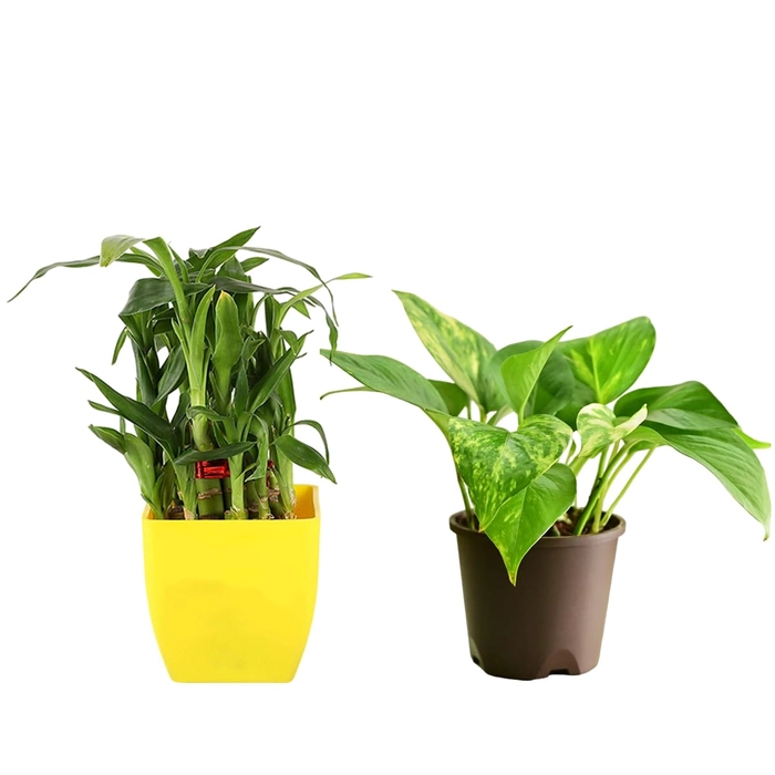 Evergreeness India Combo Money plant Variegated Green Desi & Lucky Bamboo Two Layer with Pot for home Office Garden Living room Bedroom Balcony Decoration | Good Luck Fortune Feng Shui Vastu Plants