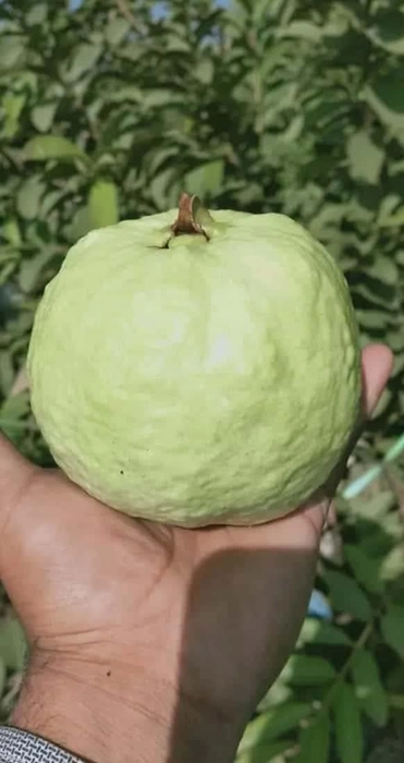 Evergreeness India Bihi Guava Big Size Jambu sapling Piyara Amrood Amrud Hybrid Variety 1 Live Plant Plants Tree