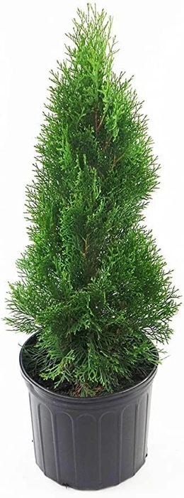 Evergreeness India Air Purifier Natural Live Plant for Decoration Home, Garden, Balcony, Indoors