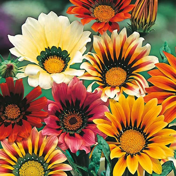 Evergreeness India Flower Seeds F1 Hybrid Seeds Especially For Summer Season (100 Seeds in Packet)